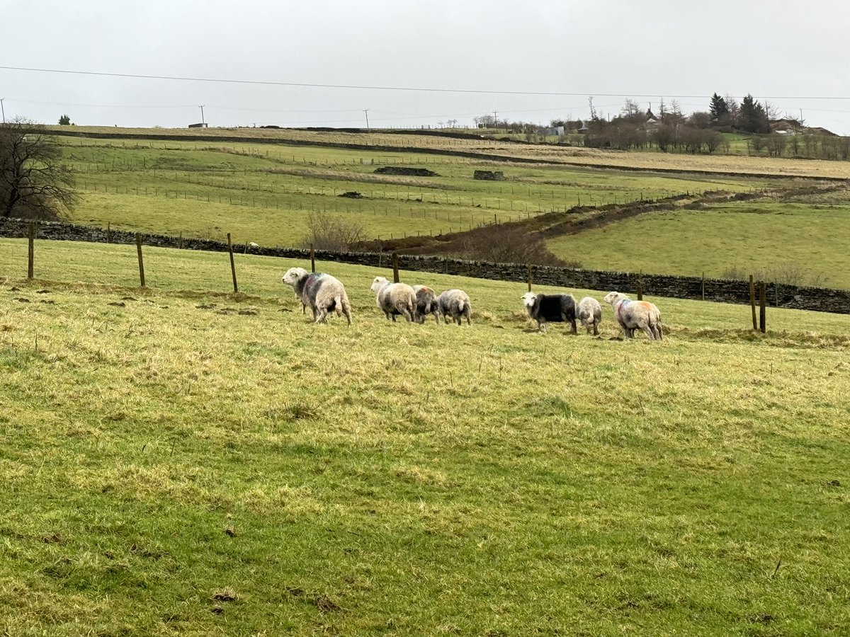 PeterGittins1's tweet photo. Bringing the sheep home https://t.co/WF9C5ExLq9