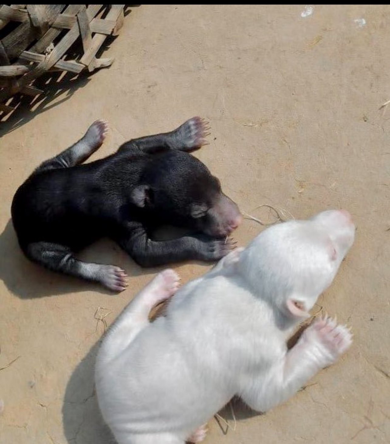 Aarya Singh SP on X: "दुर्लभ प्रजाति के भालू के दो अबोध बच्चे अपनी माँ से  बिछुड़ गए। कारण: छत्तीसगढ़ में सरकार बदली और अड़ानी ने कोयला खदान के लिए ...