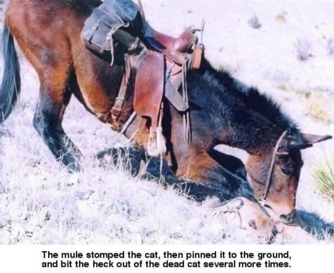 Without downloading any new pics, what’s your energy going into 2024?