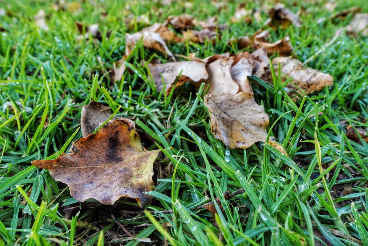 🍁 Las hojas que ves en el suelo no son basura. Sirven como alimento para insectos 🐜 y otros animales y una vez descompuestas, protegen al propio suelo de las escorrentías de agua.

<a href="/aytoalm/">Ayuntamiento de Almería</a> #EconomíaCircular #JardinesdeAlmería 🏰🌴