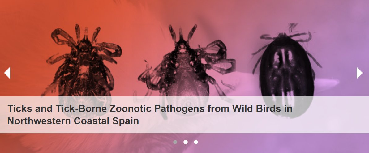 Journal Title Story🎉 #Ticks and #Tick-Borne #Zoonotic Pathogens from Wild Birds in Northwestern Coastal Spain Full text: mdpi.com/2813-0227/3/4/…