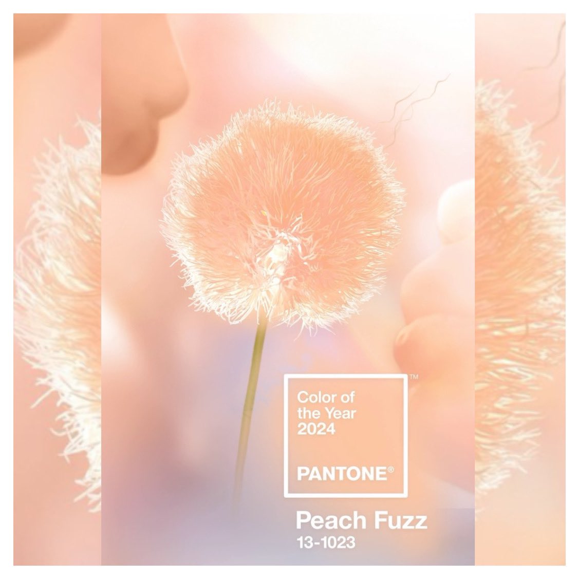 Pantone оголосив головний відтінок 2024-го року.
І це Pantone13-1023 PeachFuzz, перекладається як "персиковий пух".
А ми вже приготували декілька спідничок в цьому кольорі, та після новорічних свят готові приступити до пошиття по вашим замовленням!
<a href="/Oligotte_/">Oligotte</a> 
Viber +380964545606