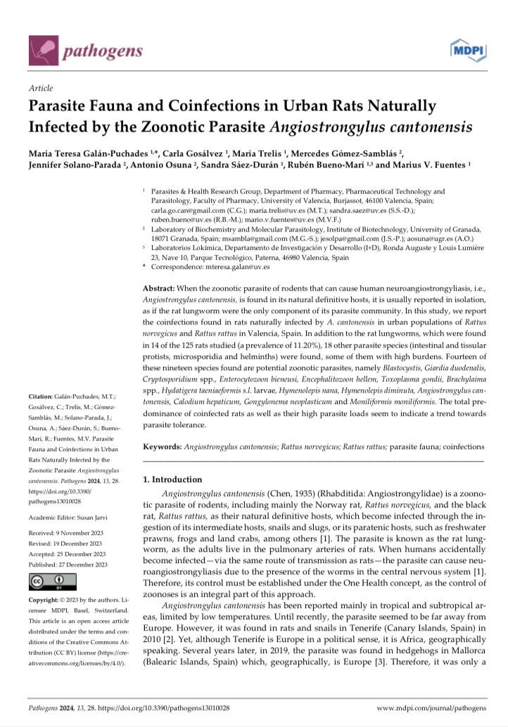rubueno10's tweet photo. 📢 Our last #paper of 2023 recently out‼️
🐀 19 species of #parasites identified in urban #rats populations of #València, #Spain 🔬 
#RattusNorvegicus #RattusRattus #Protozoans #Helminths #Parasitology #Zoonoses #OneHealth #PestControl 
👉🏻 https://t.co/bp3Lz9NAzA https://t.co/dgLNHnIaA5