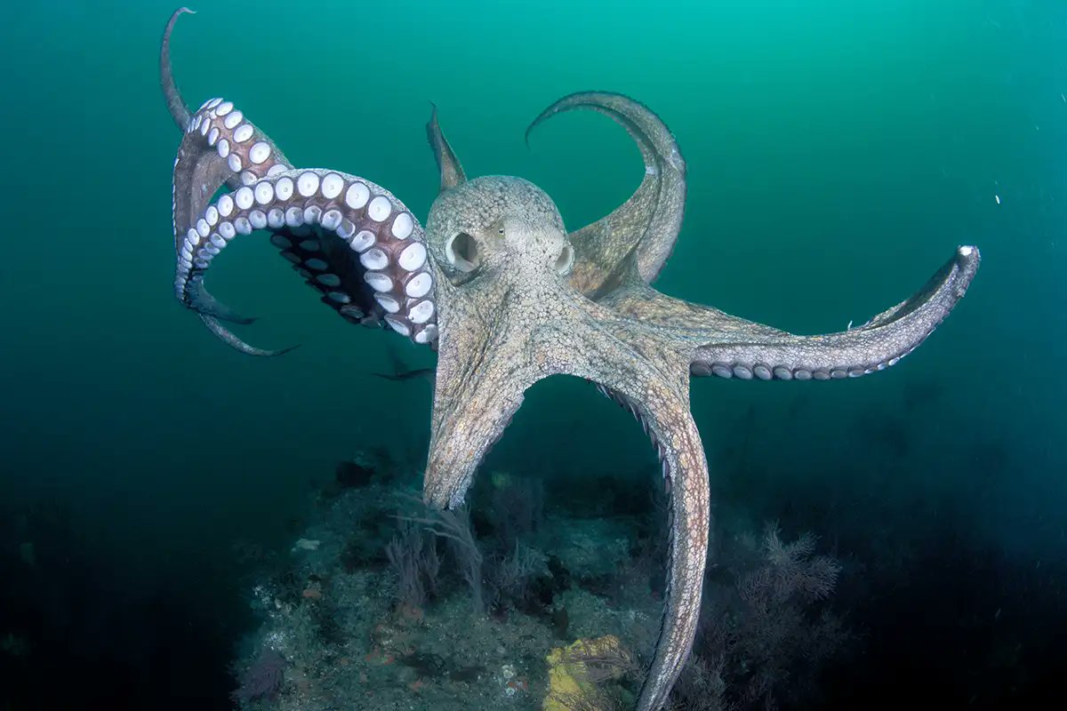 In the spirit of odd: Octopuses have three hearts and blue blood. Talk about alien-like features! 🐙💙 #OceanOddities #AlienOfTheSea