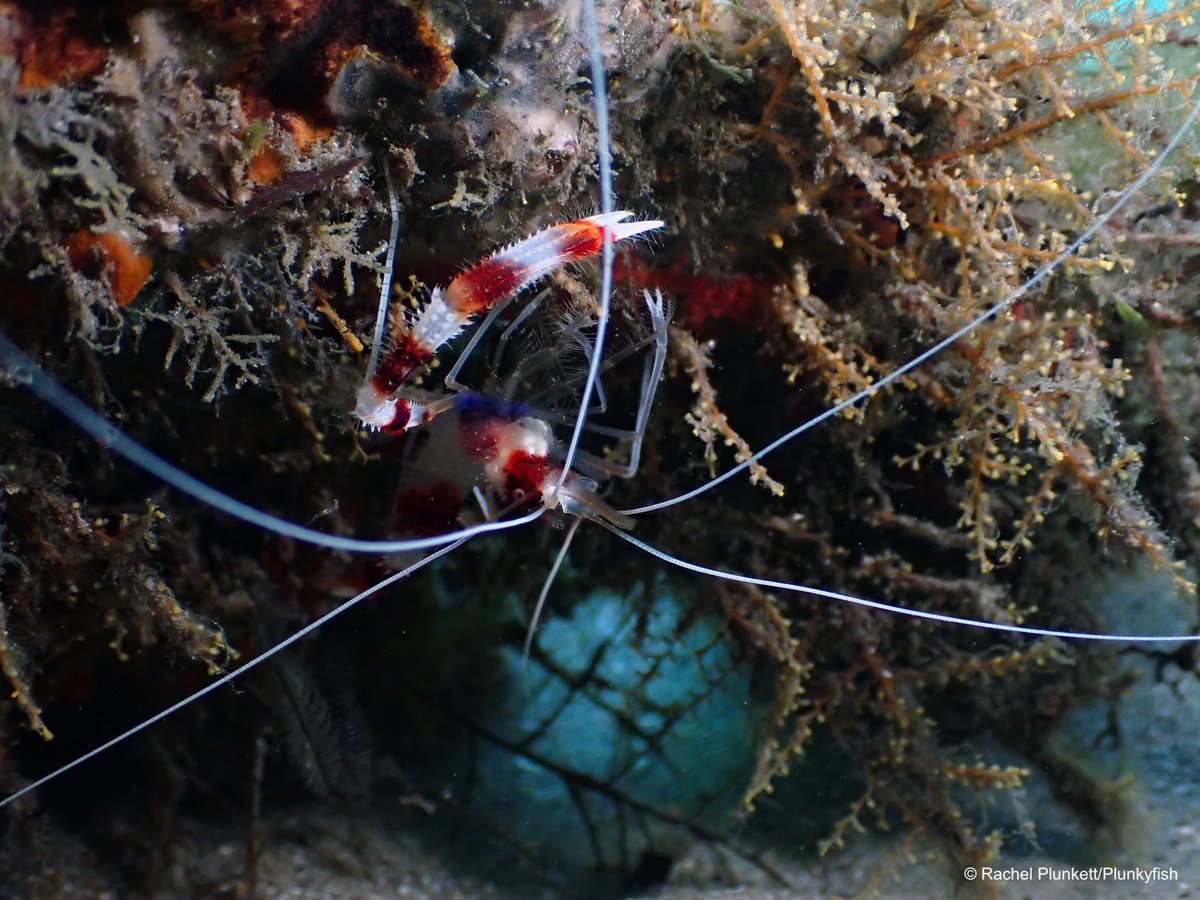 LewisPughFDN's tweet photo. Though their name might suggest they live on a diet of mince pies and Christmas pudding, candy cane shrimp are actually detritus feeders, cleaning up the ocean floor of any dead or decaying plants and organisms ๐ญ๐ฆ #12DaysofMerriment
๐ธ: Rachel Plunkett/Plunkyfish https://t.co/1wZewkU3lb