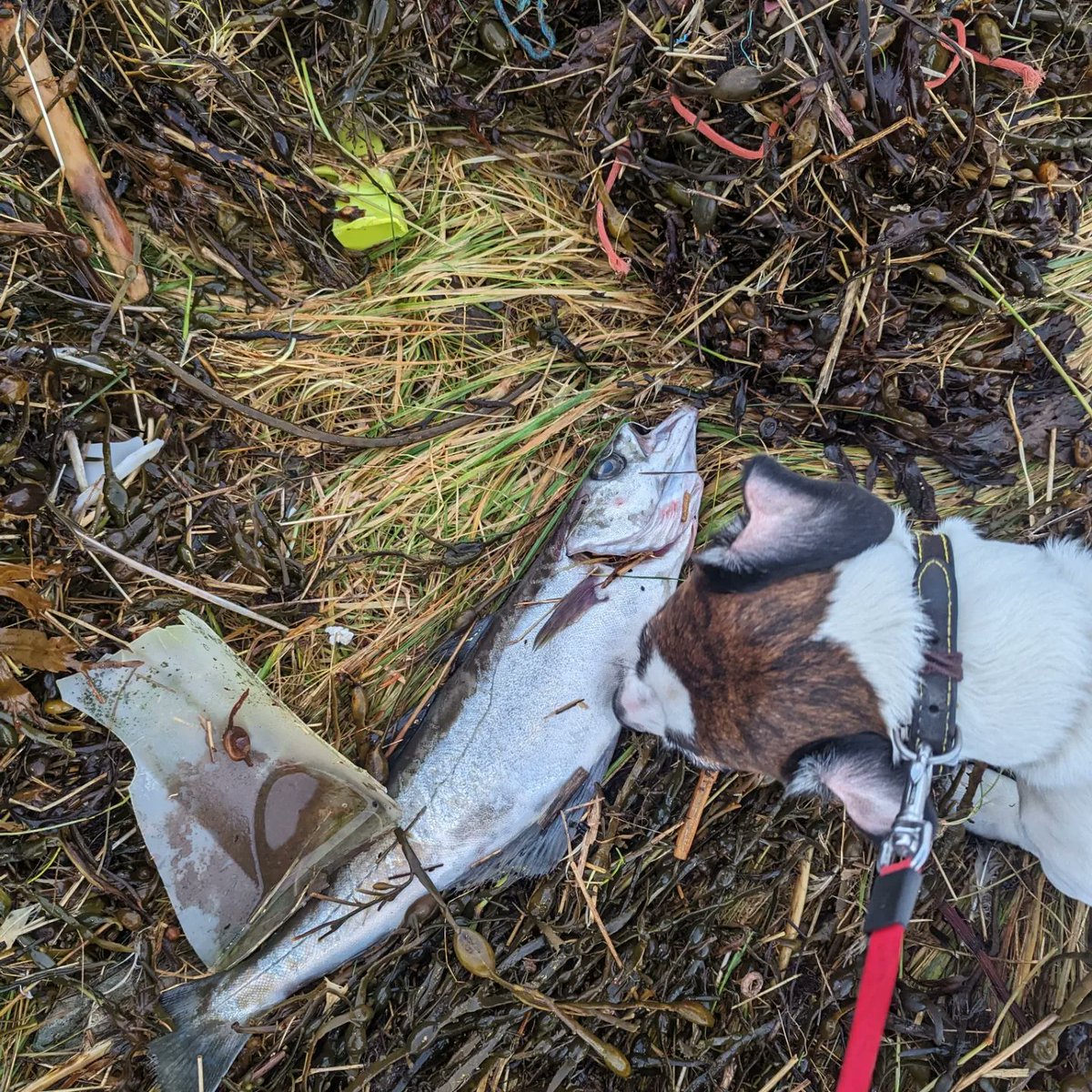 #StormGerrit brought seaweed and fish, and a decoy goose head, across the road on our dog walk. #shetland