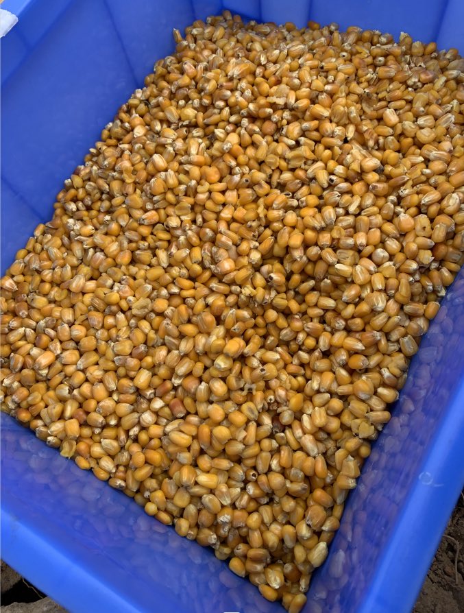 sales8boatman's tweet image. Plenty of bait gives you a sense of security when fishing🤩🤩🤩
#boatman #baitboat #fishing #catfish #carpfishing #fishinglife #fishingdaily