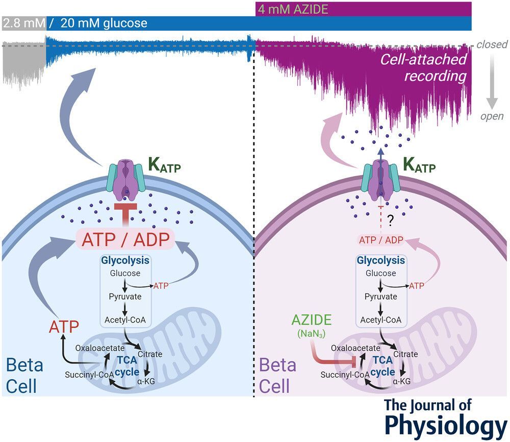 Journal of Physiology tweet media