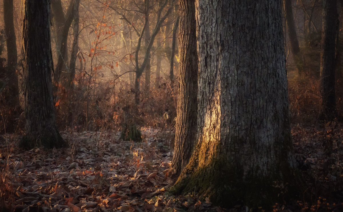 A bit of magic light in my woods today! #mood #light #magic #magiclight #morninglight #enchanted  #enchantedforest