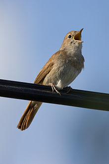 Wordsworthians's tweet photo. For the #12DaysOfChristmas, Day 4, second bird, Keats's Nightingale….
https://t.co/2HFWhx6gV4
And you can hear it here https://t.co/nkHnGKs6YH
#FourCallingBirds https://t.co/47ROLCT2Hl