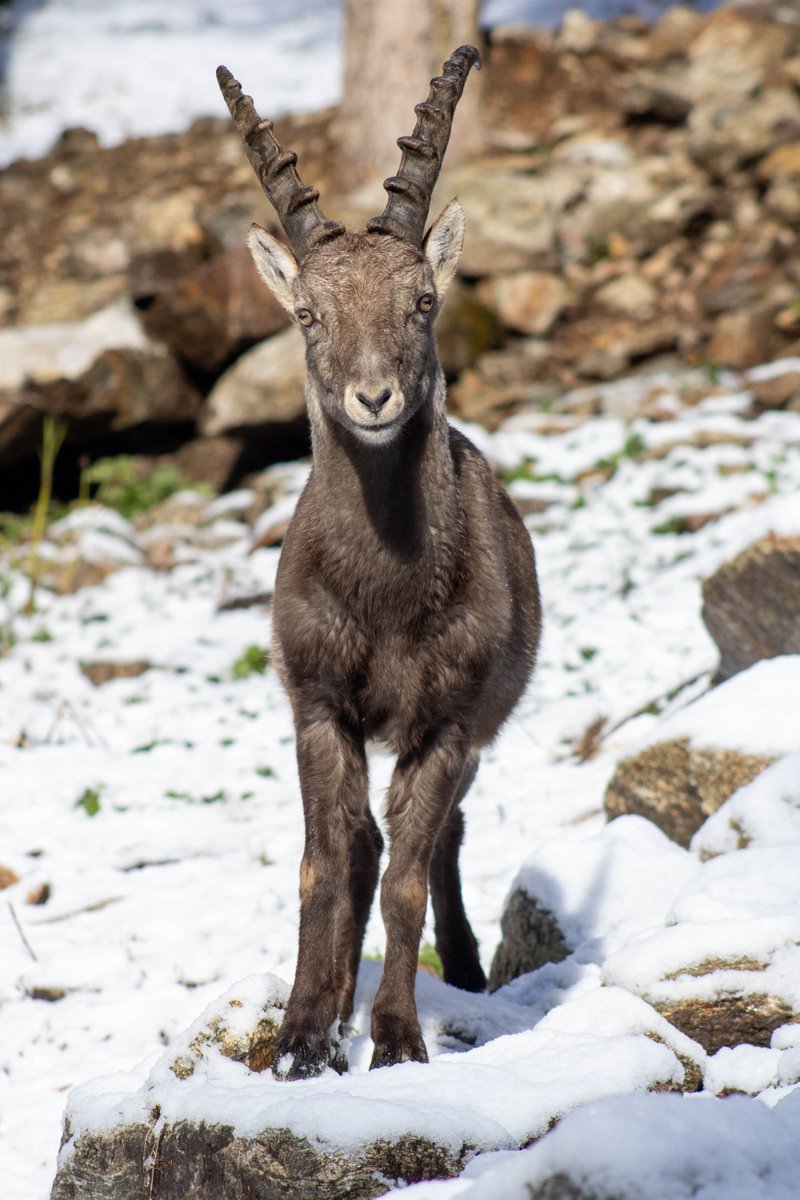 Nicesouris's tweet photo. J'aime le nouveau tweet de Pour notre plus grand bonheur, le #Boréon - #ParcAlpha vous accueille de nouveau depuis le 23 décembre ! 🐺🐐❄️

L'occasion idéale d'y aller en cette période de fêtes de fin d'année ! 🎉

En savoir plus👉 … https://t.co/3dMm8JZSub
