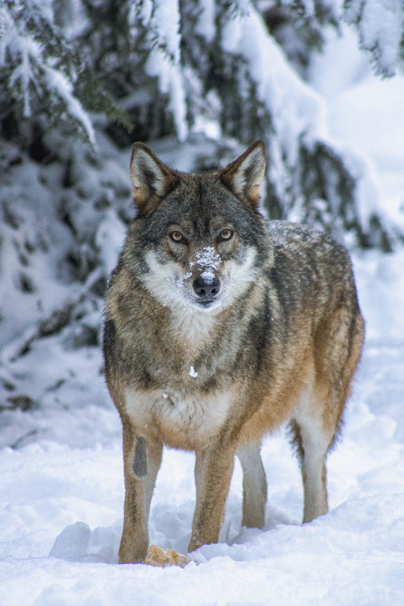 Nicesouris's tweet photo. J'aime le nouveau tweet de Pour notre plus grand bonheur, le #Boréon - #ParcAlpha vous accueille de nouveau depuis le 23 décembre ! 🐺🐐❄️

L'occasion idéale d'y aller en cette période de fêtes de fin d'année ! 🎉

En savoir plus👉 … https://t.co/3dMm8JZSub