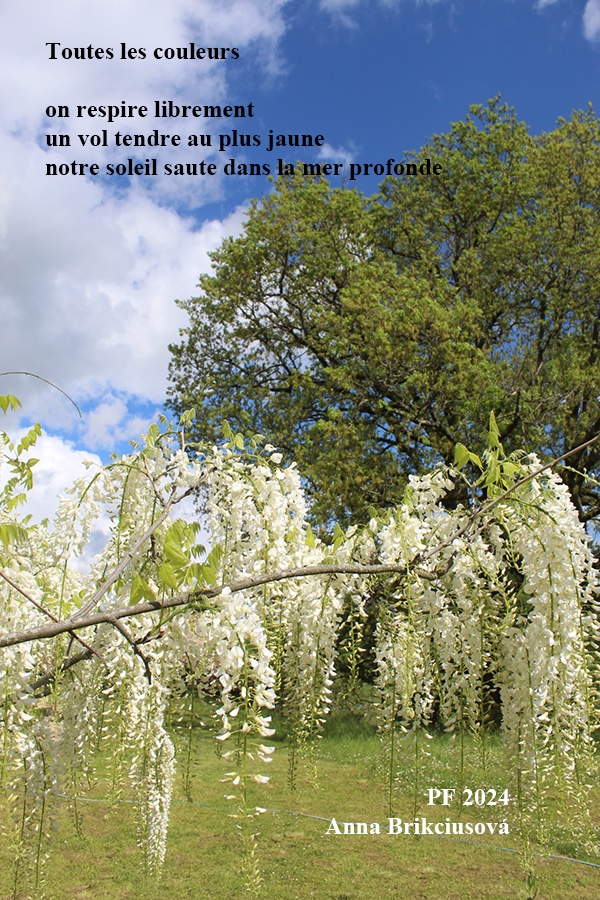 Brikciusova's tweet image. PF 2024! Happy New Year 2024! Bonne année 2024 ! 
 
Anna @Brikciusova 
: Toutes les couleurs 
 
#HappyNewYear2024 #HappyNewYear #Poetry #AnnaBrikciusová