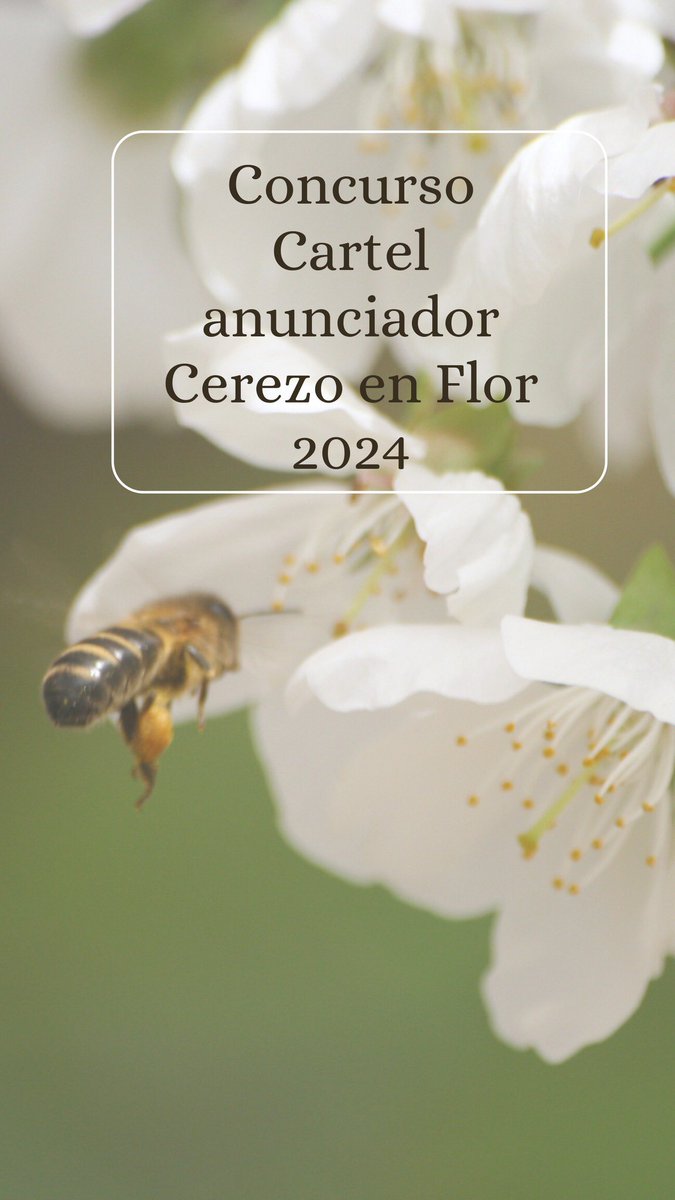 Valle del Jerte tweet media