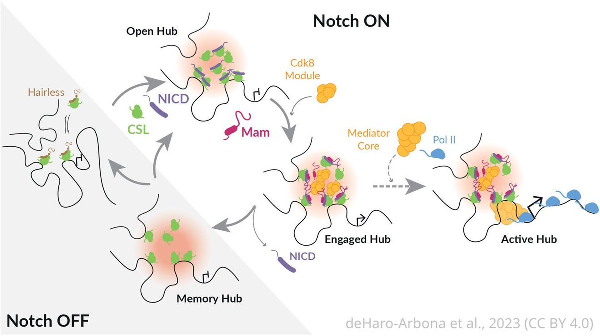 eLife's tweet photo. Imaging experiments reveal the complex and dynamic nature of the transcriptional hubs associated with Notch signalling. https://t.co/eON6VxJZqy https://t.co/JHrYFVeO6x