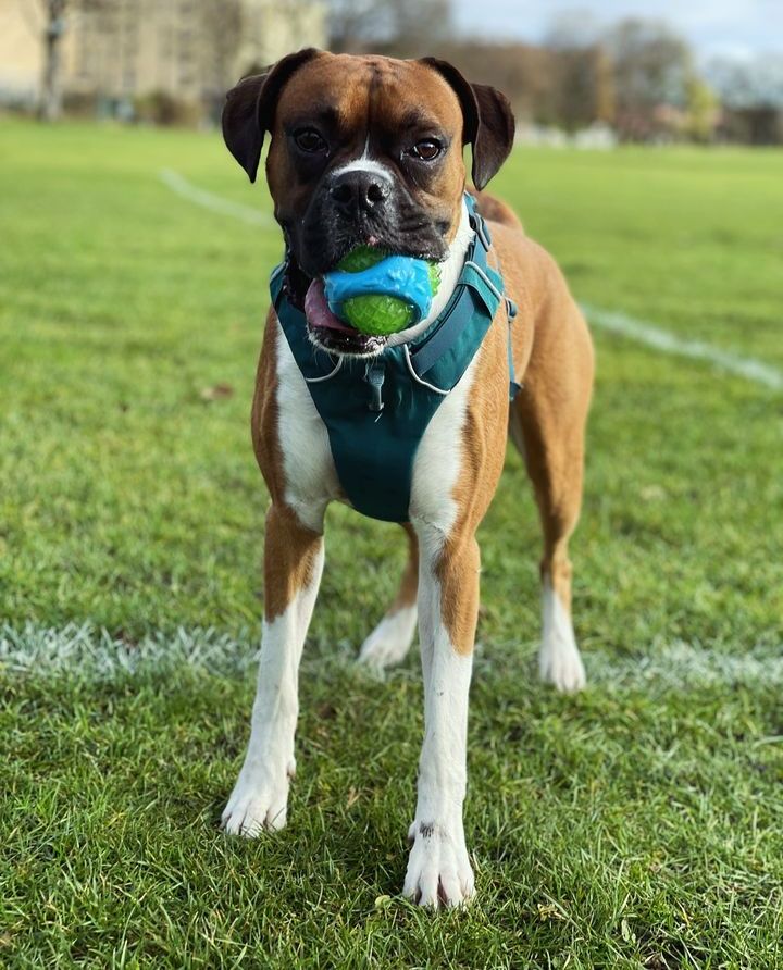 Boxer Lover tweet media