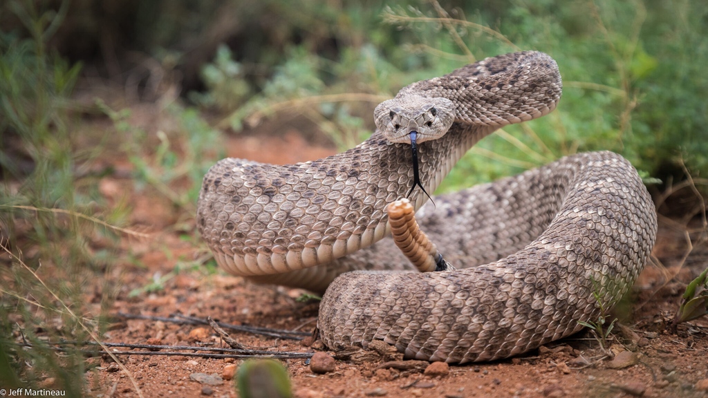 #PhotooftheMonth: This Western Diamondback #Rattlesnake (Crotalus atrox) was photographed by Jeff Martineau – thank you for sharing your work with us!

See the full image, find out how to connect with Jeff and see more of his work: oriannesociety.org/photo-of-the-m…