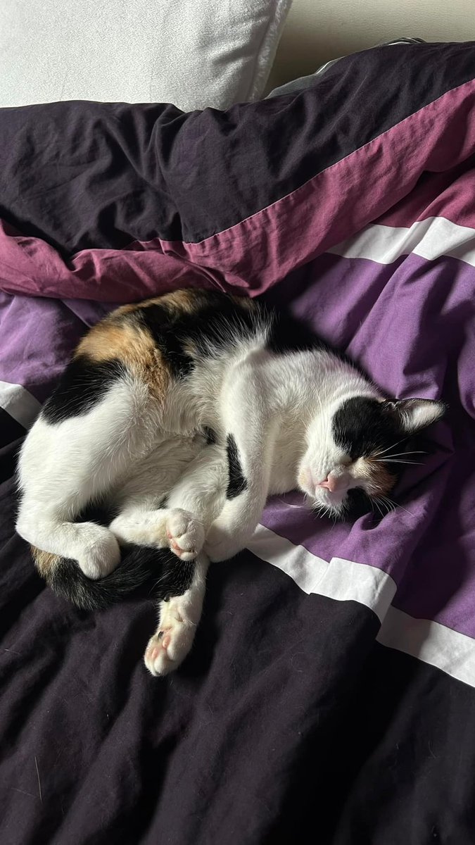 Bonjour X, 

Cette petite femelle (Princesse) est portée disparue depuis le 24/25 décembre à Toulouse dans le quartier de Purpan

Si vous la voyez ou l'attraper, contacter moi en MP 

Merci d'avance