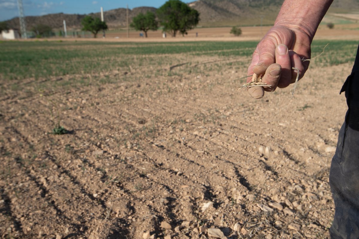 ActisAndres's tweet photo. Nunca antes las empresas de seguros agrarios desembolsaron tanto dinero para indemnizar a los agricultores afectados por la meteorología extrema.

La factura superará los 1.200 millones de euros en 2023 (+56%). El 2022 ya había sido récord con 768 millones.

BREVE HILO 🧵 https://t.co/CyOJxeiQq5