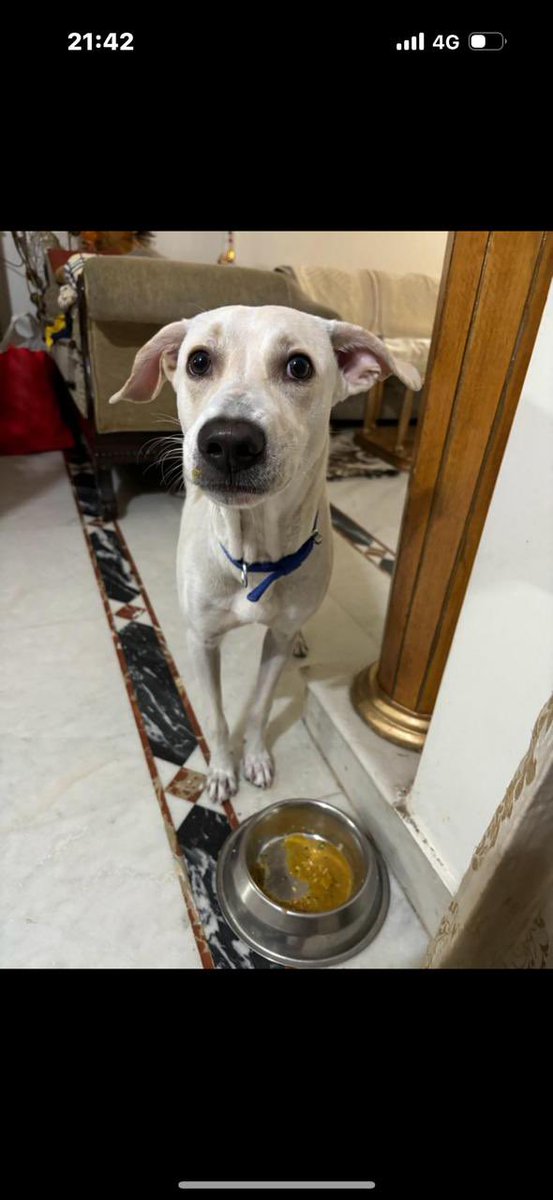 #Delhi 8-month-old Indie, Ginger 🐕 , needs a new home! His current owner is unwell and hospitalized. Ginger is playful, and vaccinated. Help him avoid the streets - open your hearts to adoption. Contact: 9810190180 #AdoptDontShop RT!