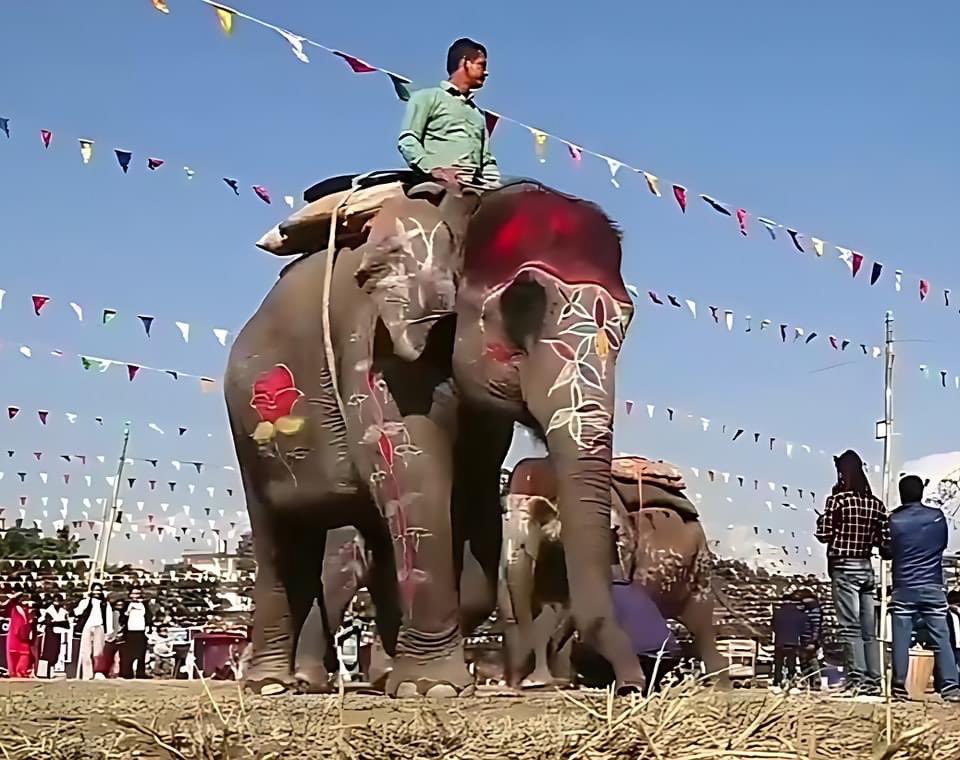 RONBupdates's tweet photo. Elephant’s beauty pageant: चितवनमा भएको हात्तीहरुको सुन्दरी प्रतियोगिताको उपाधि सेल्फीकलीले जितेको छ। 😲 https://t.co/a3voEnbN5Q