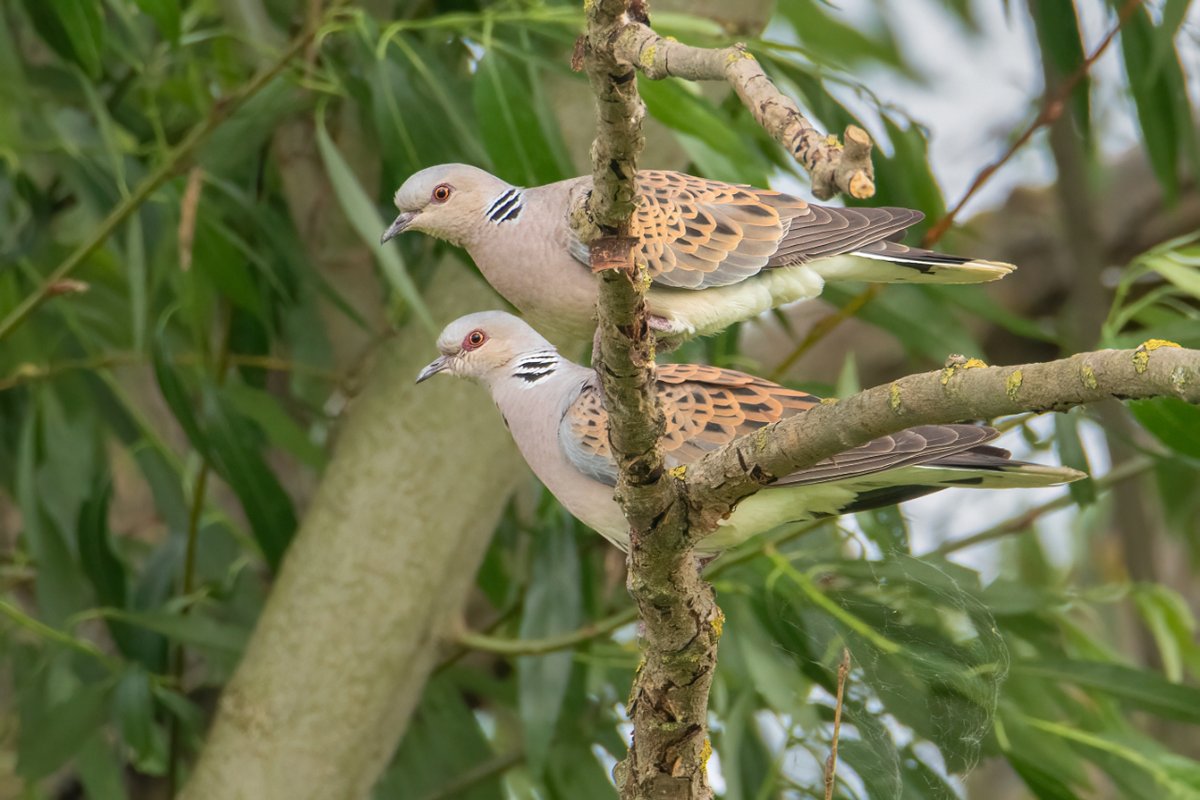 A #rewilding boost helps bring more than two turtle doves 🕊️ This iconic species declined by 97% since 1994. @KneppWilding went from none to hosting one of the largest populations of nesting doves in England, by allowing its scrubby, 'messy' mosaic of habitats to recover.