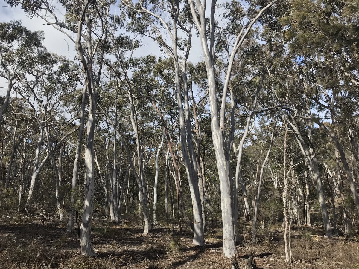 Wombat Ridge tweet media