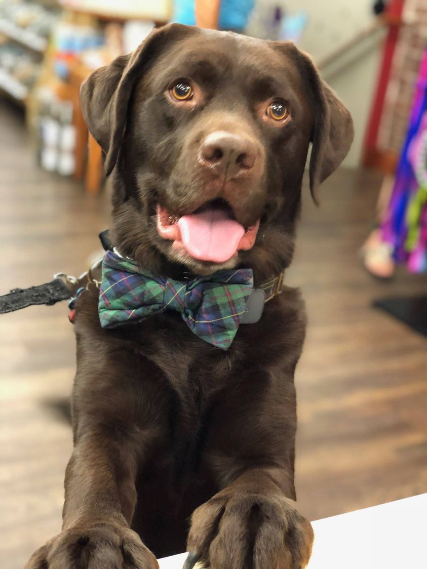 Get Dog Smart® 🐕 tweet media