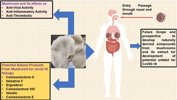 DSTIndia (@indiadst) on Twitter photo #Mushroom derived #bioactive compounds have potential to combat #COVID19 & other #viral #infections.
<a href="/DrJitendraSingh/">Dr Jitendra Singh</a> <a href="/karandi65/">Abhay Karandikar</a> <a href="/dir_iasst/">IASST Guwahati</a> <a href="/ashistezu/">Prof. Ashis K. Mukherjee</a>
🔗dst.gov.in/mushroom-deriv… #Mushroom derived #bioactive compounds have potential to combat #COVID19 & other #viral #infections.
<a href="/DrJitendraSingh/">Dr Jitendra Singh</a> <a href="/karandi65/">Abhay Karandikar</a> <a href="/dir_iasst/">IASST Guwahati</a> <a href="/ashistezu/">Prof. Ashis K. Mukherjee</a>
🔗dst.gov.in/mushroom-deriv…