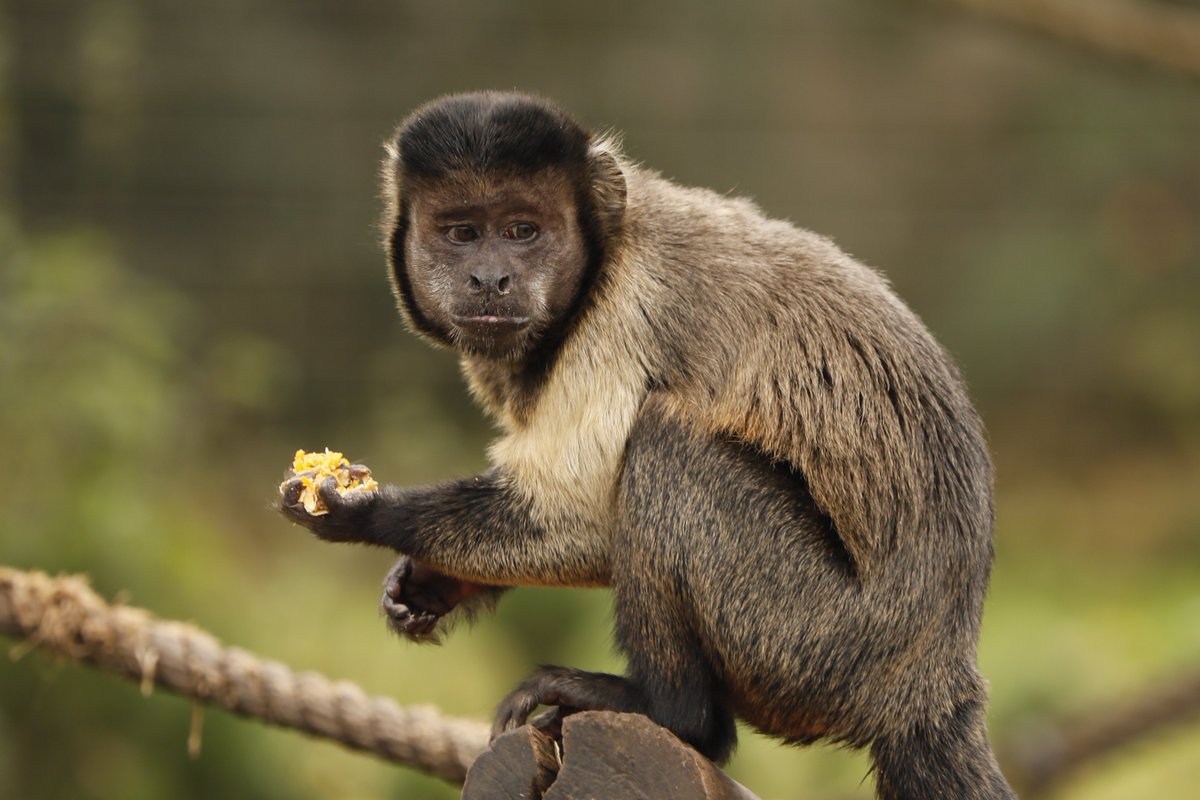 EdinburghZoo's tweet photo. POV: You've taken your tenth handful of @UKCelebrations since Christmas and notice there's only Bounty left now https://t.co/Q4BedSt12Q