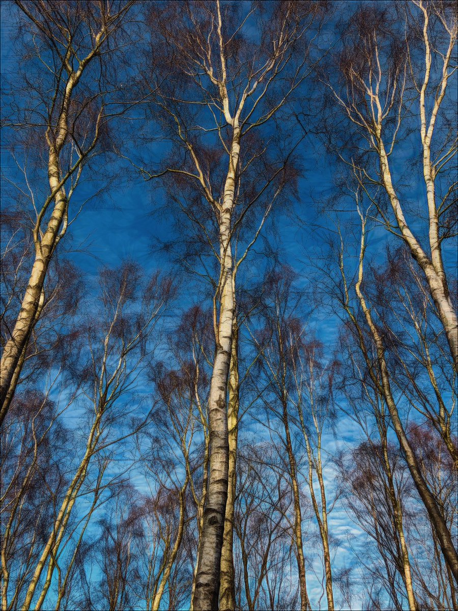 lanmijo's tweet photo. Silvery birch trees
#treeclub #trees #treesInWinter #artAndNature #Yule #skeletonTrees #Yorkshire @Naturalcalendar https://t.co/Ui9A4cTUIb