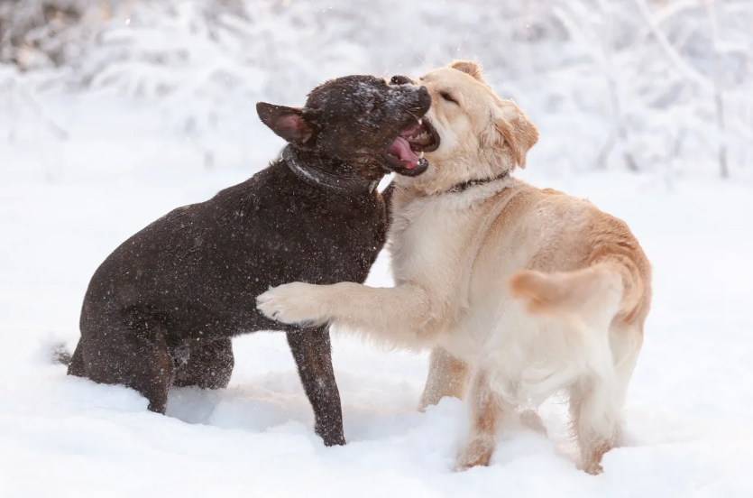 Get Dog Smart® 🐕 tweet media