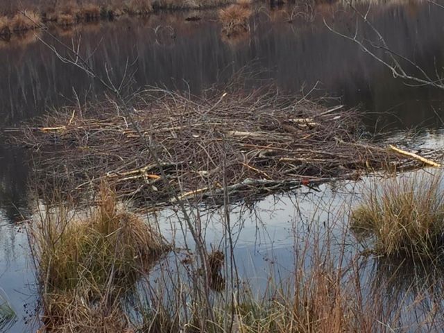 Unexpected Wildlife Refuge tweet media