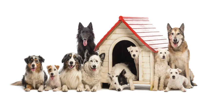 Get Dog Smart® 🐕 tweet media