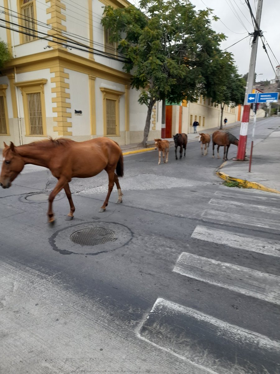 pdiazmu's tweet photo. Caballos sueltos en las calles del centro. https://t.co/ywlhdDpLaA