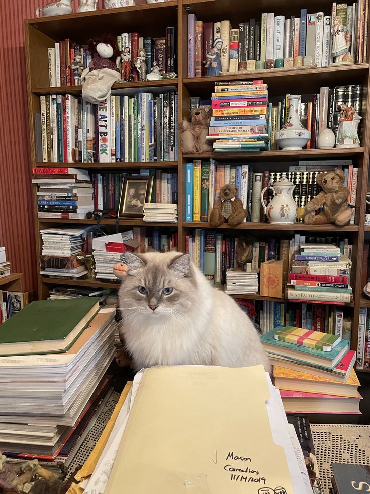 ♡ (@day6ascat6) on Twitter photo 