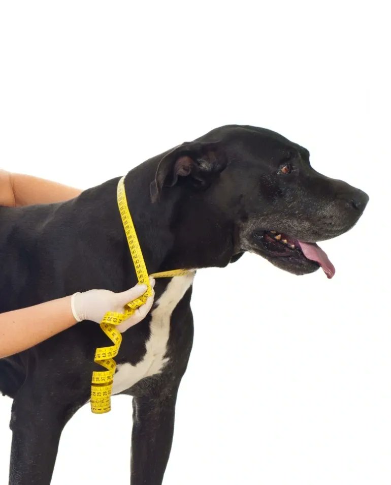 Get Dog Smart® 🐕 tweet media