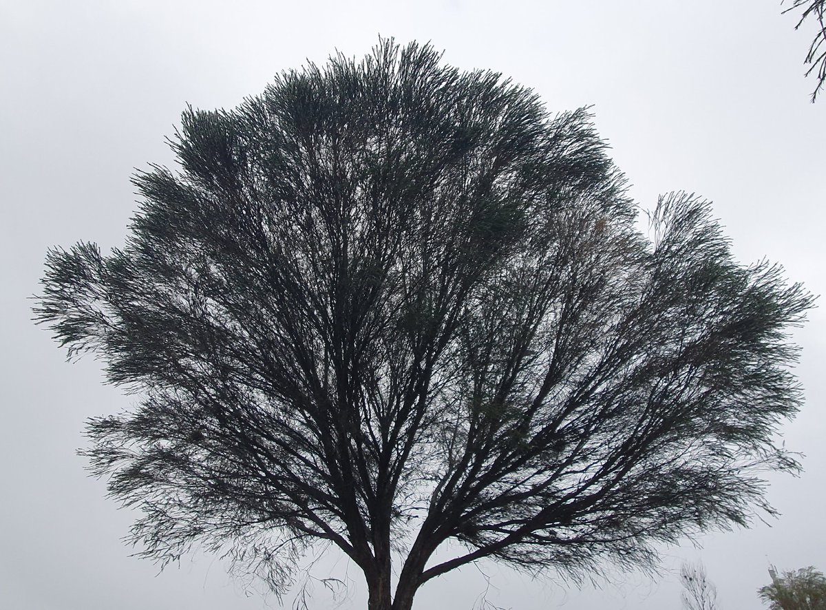 Havenlust's tweet image. Never say there is nothing beautiful in the world anymore. There is always something to make you wonder in the shape of a tree, the trembling of a leaf.

Albert Schweitzer