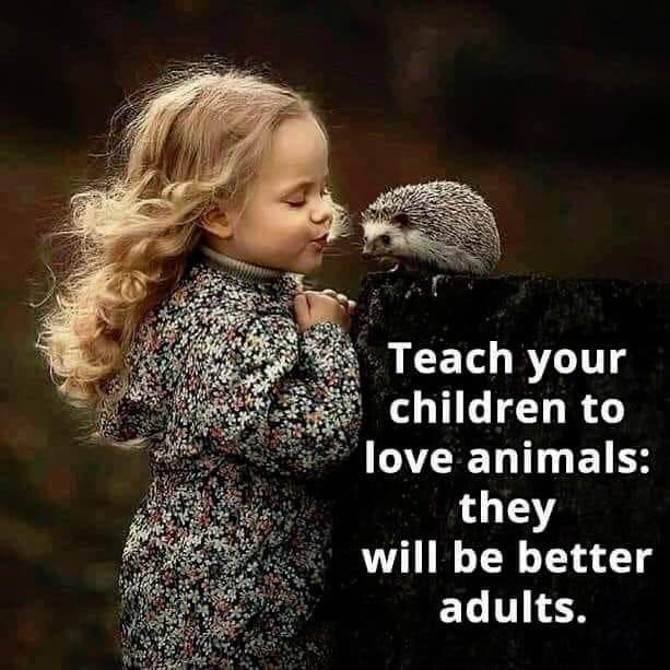 Jules M #ALF #AnimalsMatter (@julesk23) on Twitter photo 