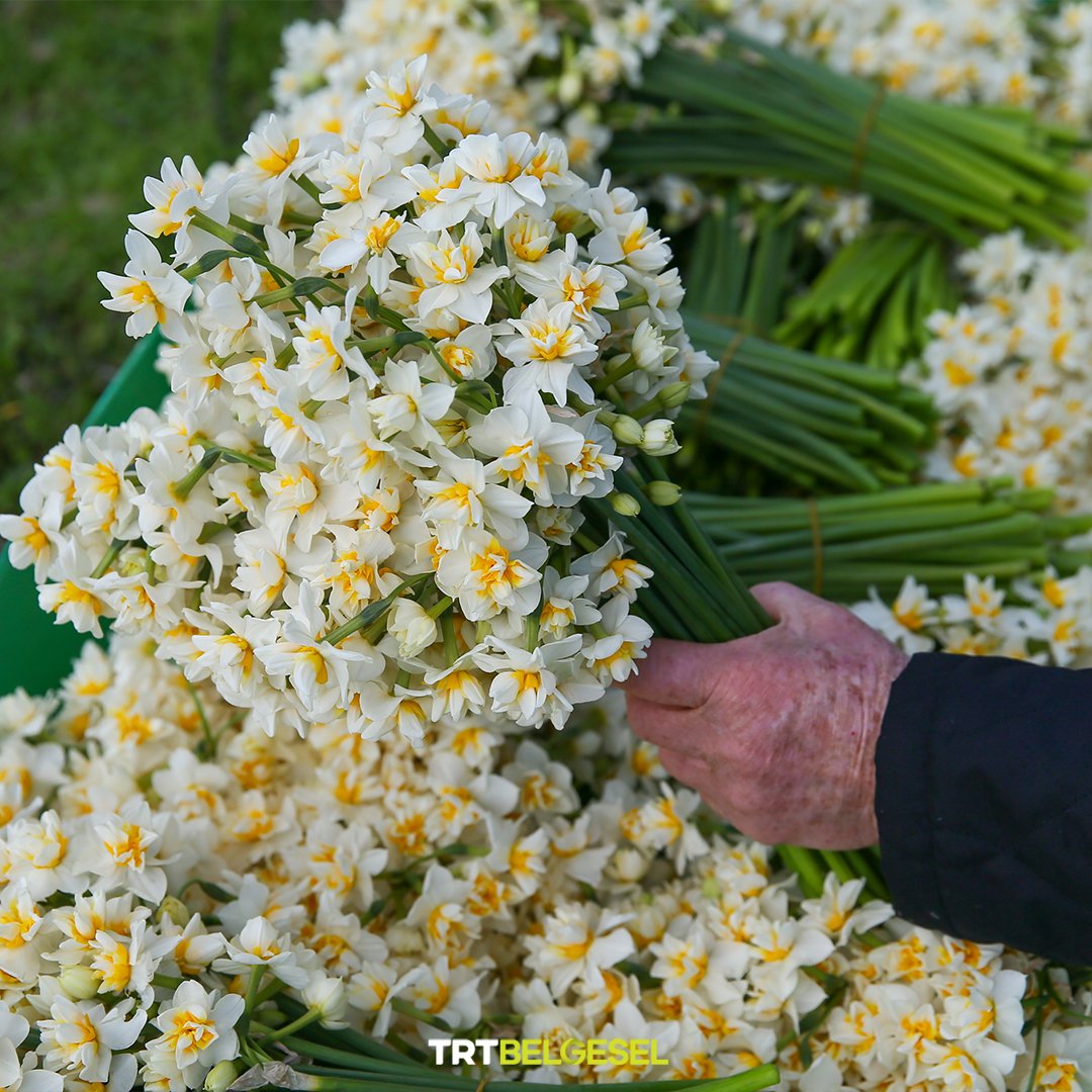 zarif_sozler_'s tweet photo. nergis hasadı.. https://t.co/AAGRs0zKgA