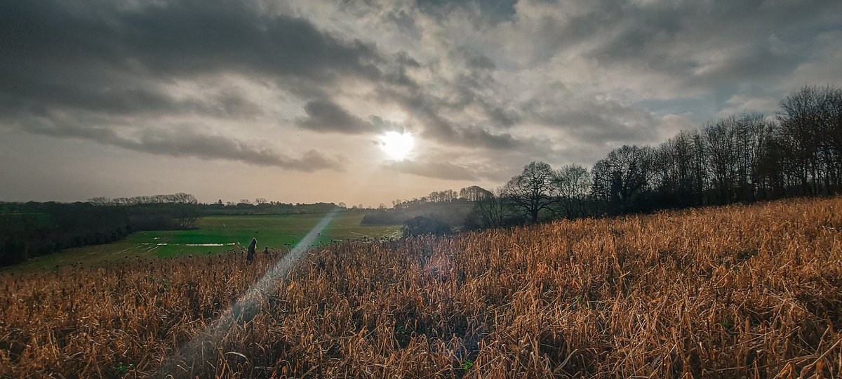 Some rare winter sunshine... #ironsie #country #winter #sunshine #walker #beating #fieldsports #StormGerrit @ChrisPage90 @ThePhotoHour @StormHour @WeatherAisling