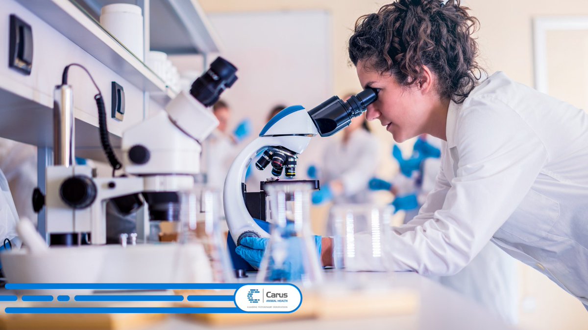 carus_ah's tweet photo. Protein biomarkers play a major role in human gastroenterology, and they have the potential to become just as valuable in #veterinary medicine. 

Advantages include:
➡️ Minimally-invasive, point of care testing
➡️ Rapid results
➡️ Early diagnosis

#biomarkers #IBD https://t.co/B7YM3QMOz3