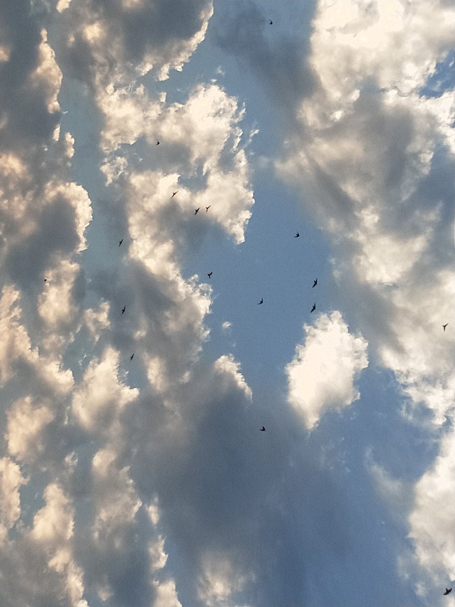 poohthebear0's tweet photo. Bird media. https://t.co/hmpHTwsJDq