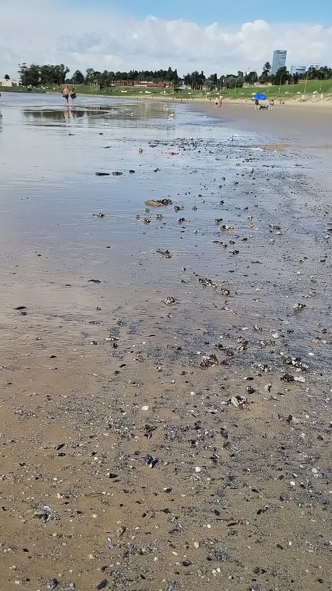 gaby_pedetti's tweet photo. @montevideoIM @CosseCarolina
@imlimpieza

Que onda con la playa buceo? Vidrios, latas, bolsas, mugre...

Es de todos Montevideo ....pero no todos  tiramos basura? Que hacemos? El que veranea acá no viene a la playa con niñes? https://t.co/bSoyajmRAW