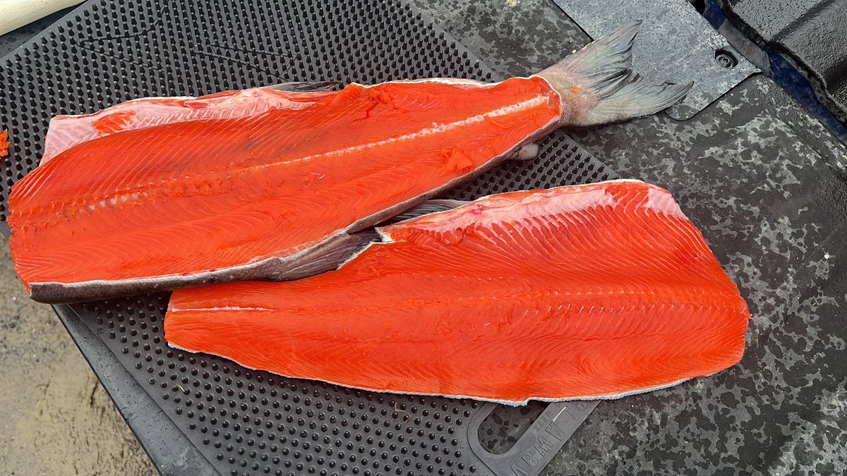Captain_Off_Grid (@captain_0f_alts) on Twitter photo GM. If this post gets 100 shares I will give away 20 pounds of premium alaskan copper river sockeye salmon to 3 people who share the post, and follow myself and <a href="/sleepybaysalmon/">Sleepybaysalmon</a>. Delivery in may so it's fresh!! GM. If this post gets 100 shares I will give away 20 pounds of premium alaskan copper river sockeye salmon to 3 people who share the post, and follow myself and <a href="/sleepybaysalmon/">Sleepybaysalmon</a>. Delivery in may so it's fresh!!