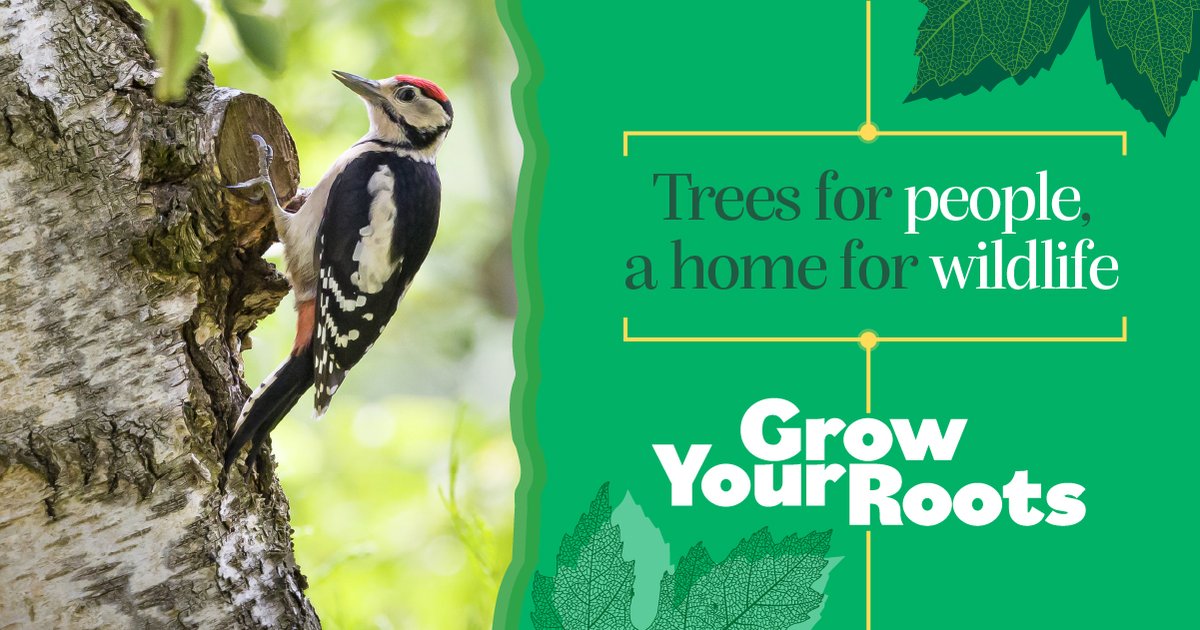 Planting trees on your land is the perfect way to create a thriving environment for future generations to enjoy and biodiversity to flourish. Humber Forest can help with advice and funding. Transform your land with trees Get in touch orlo.uk/Humber_Forest_… #GrowYourRoots