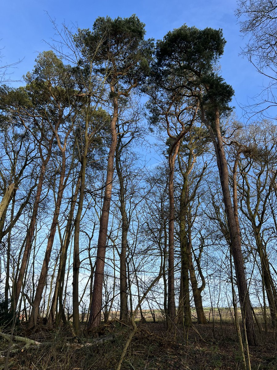 jolivsey's tweet photo. @lanmijo @Naturalcalendar Pine trees. 
#TreesInWinter
#Lincolnshire https://t.co/Dp00mYKhnf