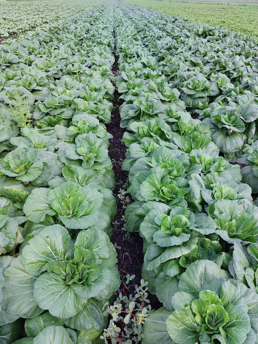 Did you know bok choy is a symbol of prosperity and luck? This leafy green is grown right here in the EAA and would make a perfect addition to your table at the end of this year — why not give yourself some luck as we head into 2024?