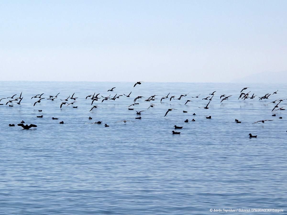 ornithologiki's tweet image. 🌊In cooperation with fishermen in the Gulf of Kalloni, in #Lesvos island, @ornithologiki and @iseaorg are trialing -first for Greece- mitigation methods to reduce accidental #bycatch of seabirds, under the framework of the #LIFEPanPuffinus project: ➡️ bit.ly/48zD41q