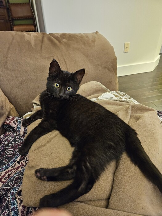 BC_SPCA's tweet image. Meet De-Loki, named after the god of mischief!❤️🐾This sweet boy knows how to use a scratching post, and loves snuggles in bed. He spends all day playing with toys, especially ones that have feathers and strings. Learn more about De-Loki at ow.ly/y9XH50QmeJB. #Comoxbc